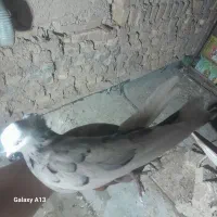 همه رقم|پرنده|اردکان, |دیوار