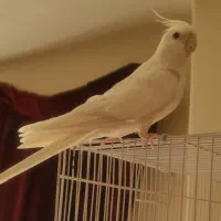عروس هلندی آلبینو نر