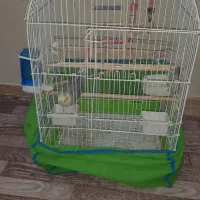 عروس هلندی|پرنده|محمدشهر, محمدشهر|دیوار