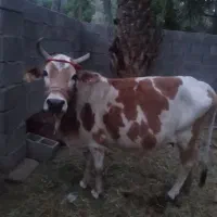 گاو|حیوانات مزرعه|جیرفت, |دیوار