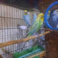 مرغ عشق رنگین کمانی|پرنده|تهران, امام حسین|دیوار