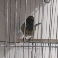 سهره.سقا|پرنده|کرمان, |دیوار