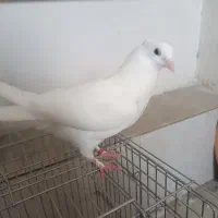 کبوتر جوجه هما کاکلی و زرد دم سفید کاکلی