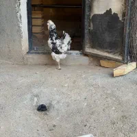 مرغ گلین