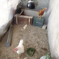 فروش ۳ عدد  جوجه مرغ و خروس