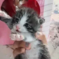 واگذاری رایگان بچه گربه با مامانش باهم