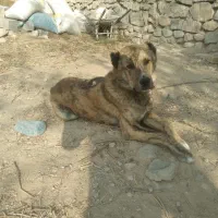 سگ خراسانی|سگ|شیروان (خراسان), |دیوار