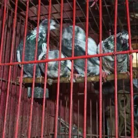 پرنده|پرنده|لاهیجان, بازکیاگوراب|دیوار