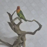 طوطی برزیلی|پرنده|مشکیندشت, |دیوار