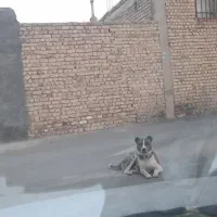 فروش سگ نگهبان