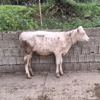 گوساله گاو ماده سمینتال