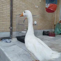 قو غاز سفید