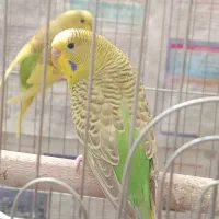 مرغ عشق جوان