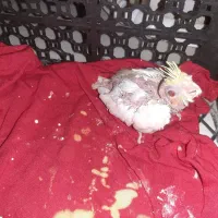 جوجه عروس هلندی لوتینو