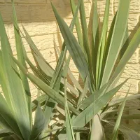 گل یوکا سرسبز وقشنگ