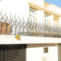 فروش حفاظ خاری شاخ گوزنی بوته ای|خدمات پیشه و مهارت|اصفهان, بوستان ناژوان|دیوار