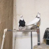 طوقی|پرنده|شوشتر, |دیوار