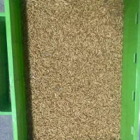 کرم میلورم،پرورش کرم میلورم|لوازم جانبی حیوانات|کاشان, شمس آبادی|دیوار