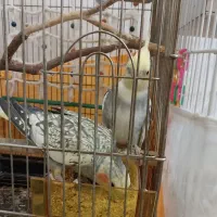 جفت عروس مولد ضمانتی با تخفیف