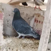 کبوتر مسافتی