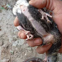 جفت زاغ دم سفید|پرنده|دورود, |دیوار