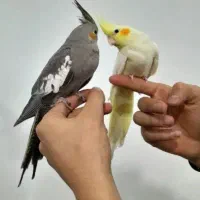 جوجه عروس هلندی تازه دونخور نژاد سخنگو