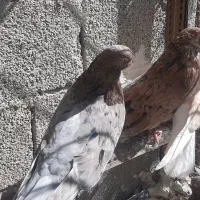 پرنده سرور|پرنده|اردبیل, |دیوار