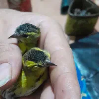 سهره زردوسهره اهوازی|پرنده|مشهد, نوید|دیوار