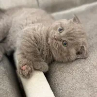 سرپرستی گرفتن گربه|گربه|محمدیه-قزوین, |دیوار