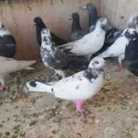 گرفتنی همه سالم|پرنده|قم, هفت تیر|دیوار