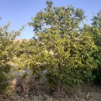 فروش باغ دارای سند رسمی دشتروم