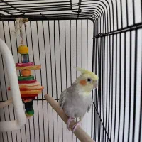 عروس هلندی پاستیل فیس ایزابلا