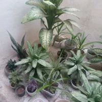 گل خانگی