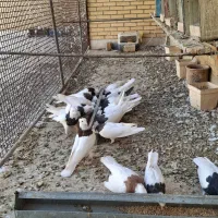 فروش کفتر طوقی|پرنده|حمیدیا, |دیوار