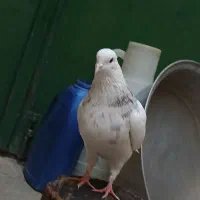 کبوتر طوق|پرنده|مریوان, |دیوار