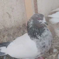 10عدد کبوتر پرشی