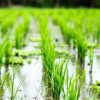 14 عدد توم نشا علی کاظمی