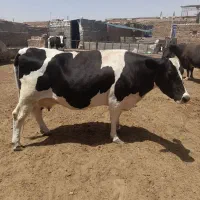 ماده گاو چاق قصابی