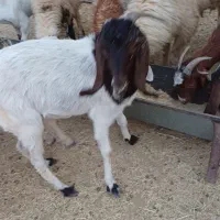 بز ماده|حیوانات مزرعه|رامشیر, |دیوار