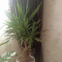 گل یوکا زیبا