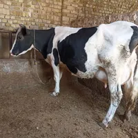 گاو شیری با گوساله