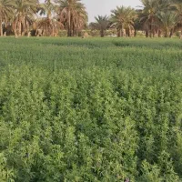 کاه یونجه