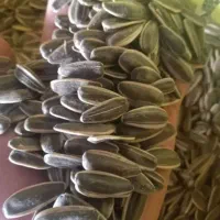 تخمه آفتابگردان خوی