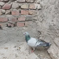 پرنده|پرنده|زاهدان, |دیوار