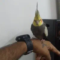 عروس.هلندی.نر|پرنده|آمل, |دیوار