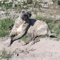 ماده خراسانی