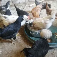 تعدادی مرغ وخروس زینتی|حیوانات مزرعه|یزد, |دیوار