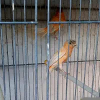 قناری ماده جوان