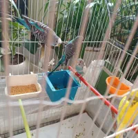 6 تا مرغ عشق معاوضه با عروس هلندی ماده|پرنده|گلبهار, شهر جدید گلبهار|دیوار