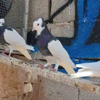 طوقی دوبر قفل
